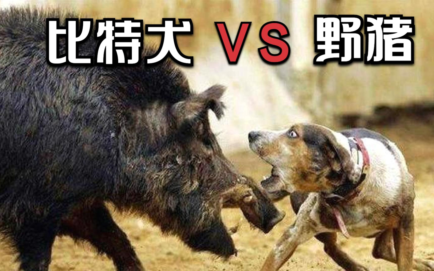 比藏獒更凶猛的比特犬,跟野猪撕打起来,猪狗大战谁是最后赢家?