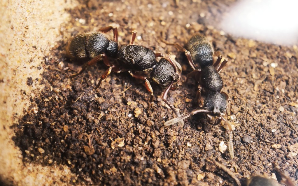 紅足修猛蟻·捕食