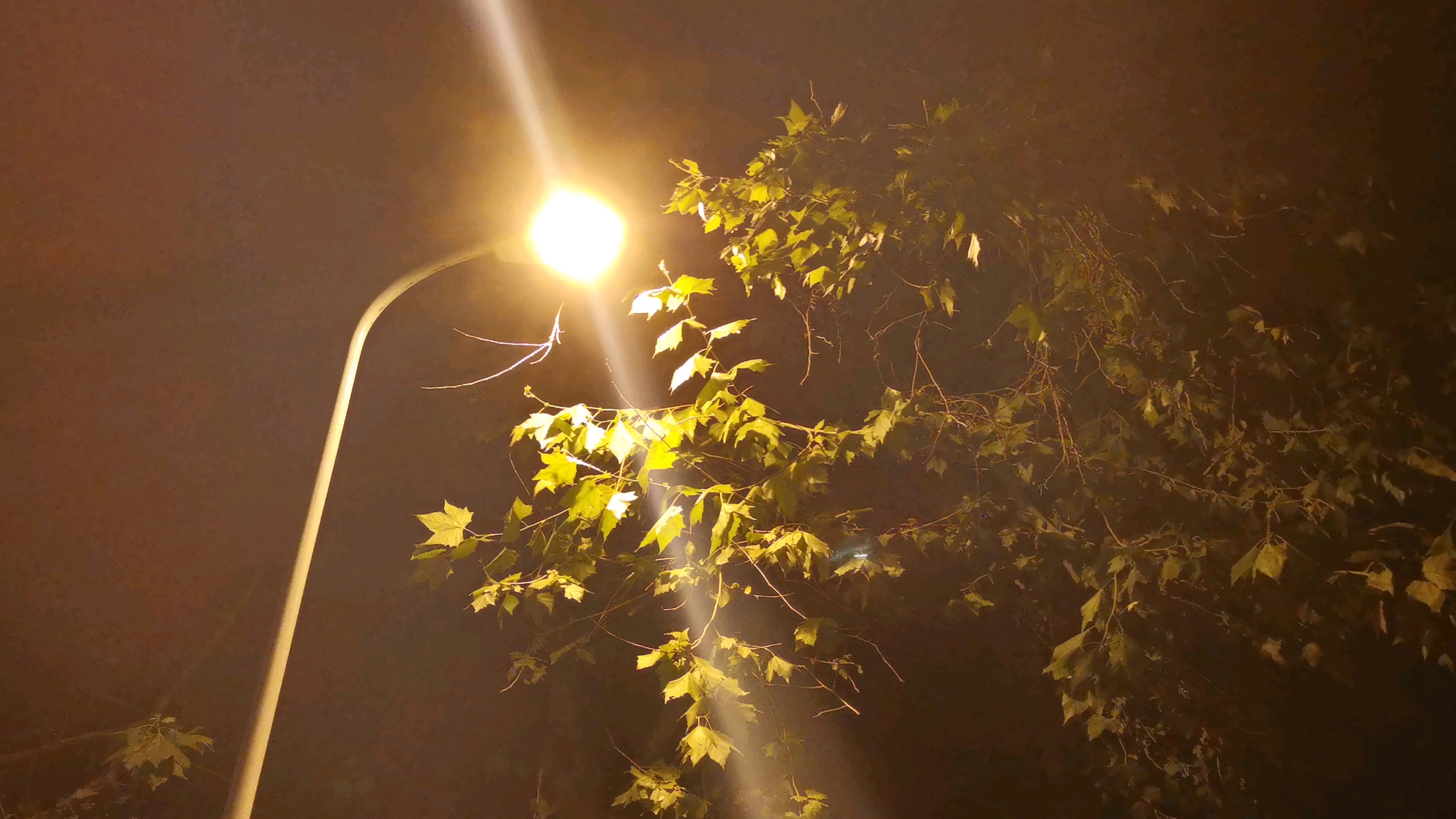 昏黄路灯下的梧桐叶_哔哩哔哩_bilibili