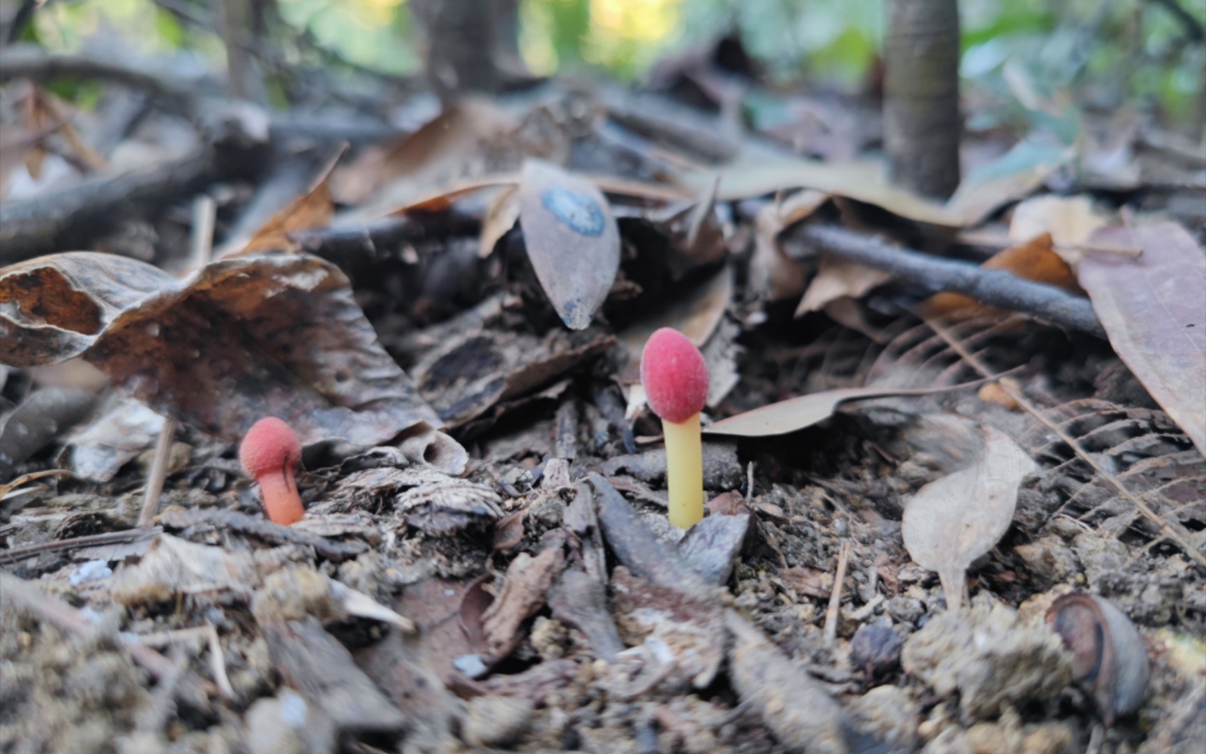 火柴头一样的红冬蛇菰[粤语方言无字幕]