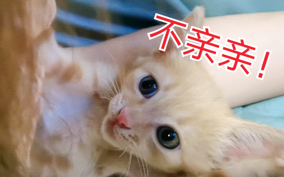 小猫咪拒绝亲亲的方法真是简单粗暴!但我还是得逞了!哈哈哈!