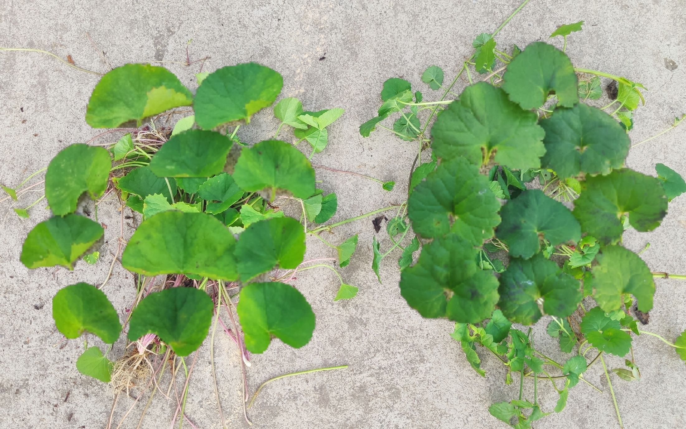 雷公根双胞胎兄弟活血丹两者实在太像了90的人容易混淆