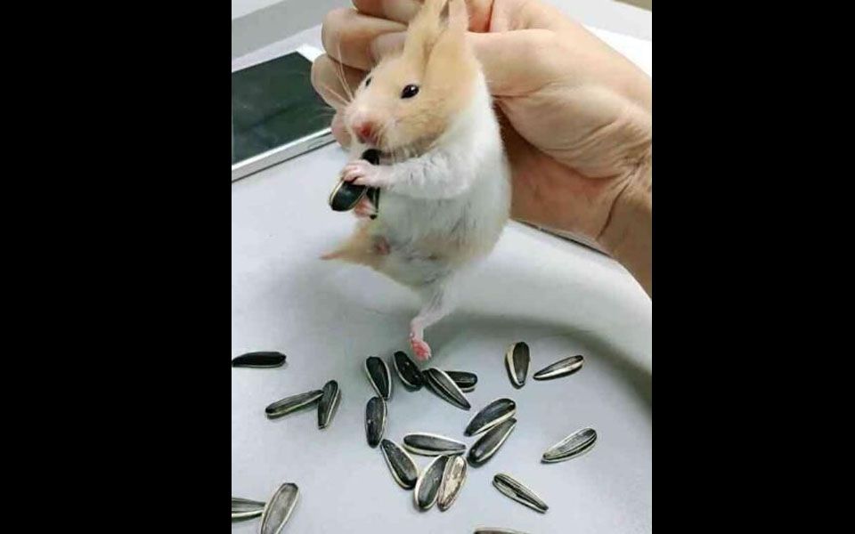 仓鼠在线诱惑吃播嗑瓜子