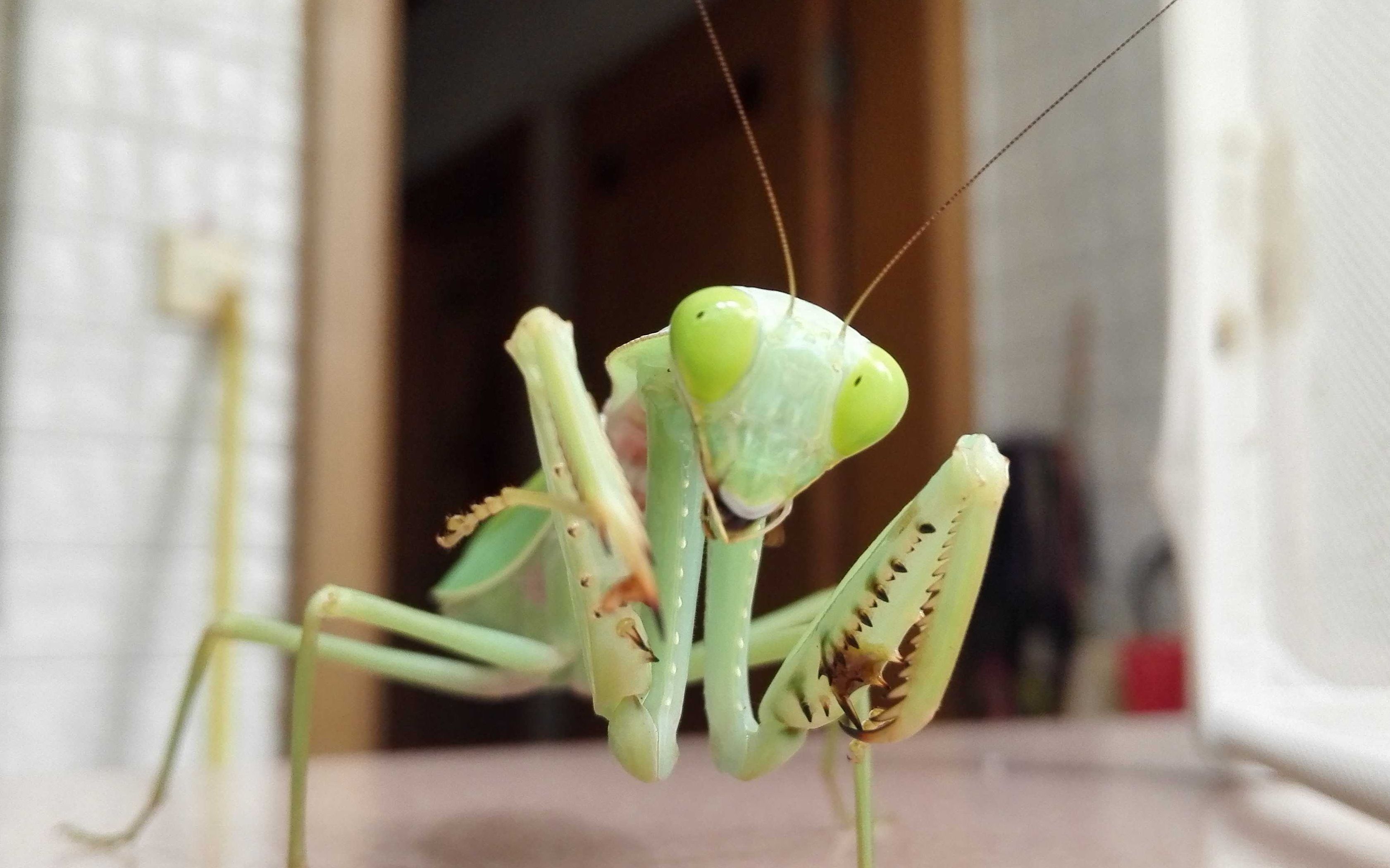 泰国盾螳的反应速度&砸下来的杜比亚