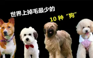 Скачать видео: 世界上掉毛最少的10种狗，贵宾犬只排第六，第一众望所归