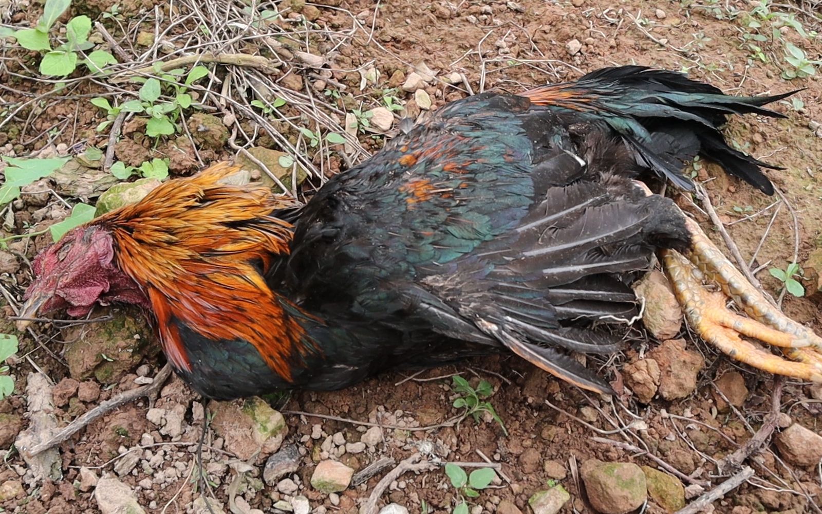 价值几百块的斗鸡无故死在山间里,妈妈心疼得久久不出话.