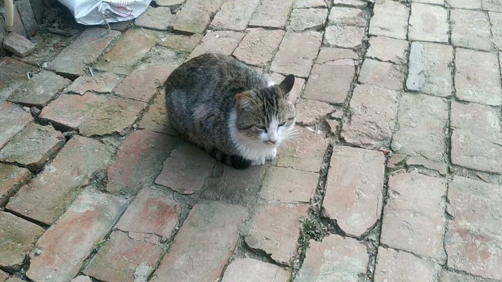 这就是农村的猫咪.