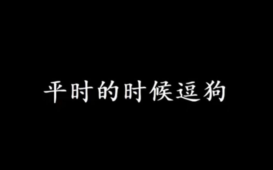 当和朋友一起走在路上碰到陌生狗时哔哩哔哩bilibili