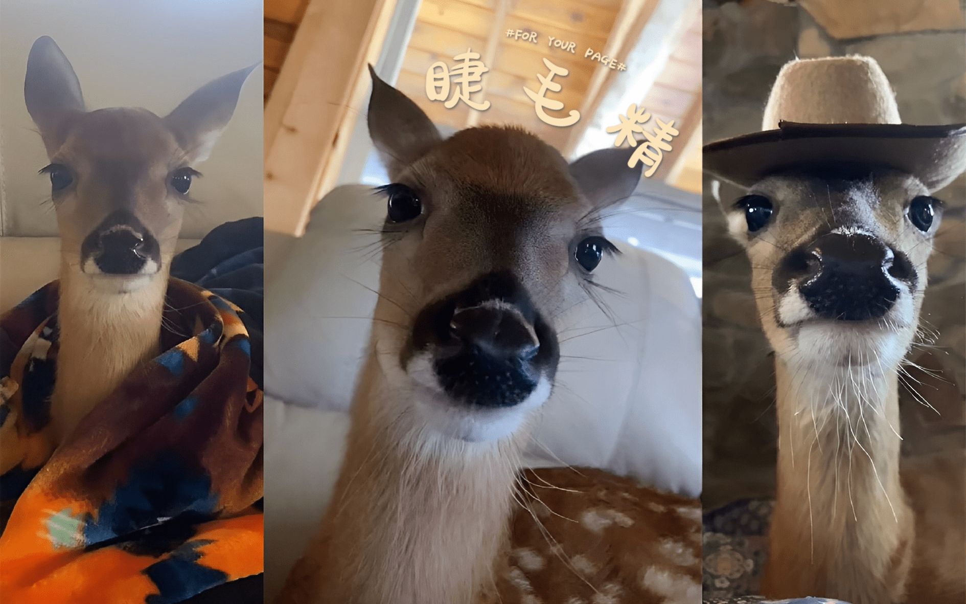 行走的睫毛精 04