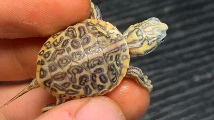 西锦龟变异小错甲高系数