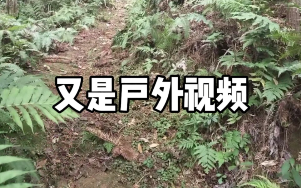 随便画个画,发发户外视频,风景挺一般哔哩哔哩bilibili