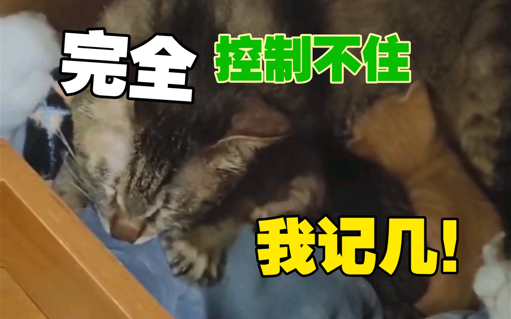 猫妈还是宝,边喂奶边踩奶哔哩哔哩bilibili