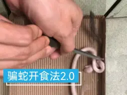 Download Video: 麻蜥骗蛇开食法2.0