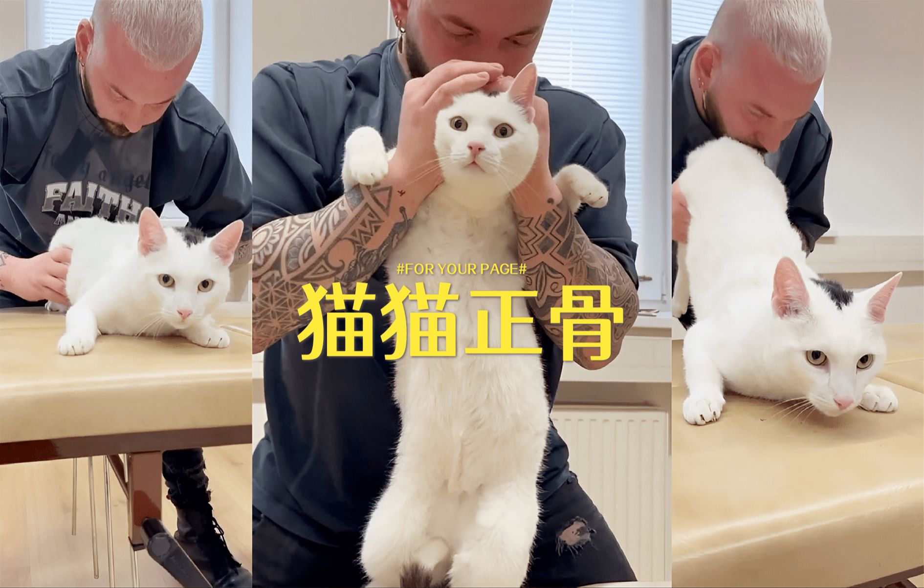 猫咪背痛?正骨师傅来帮忙!哔哩哔哩bilibili