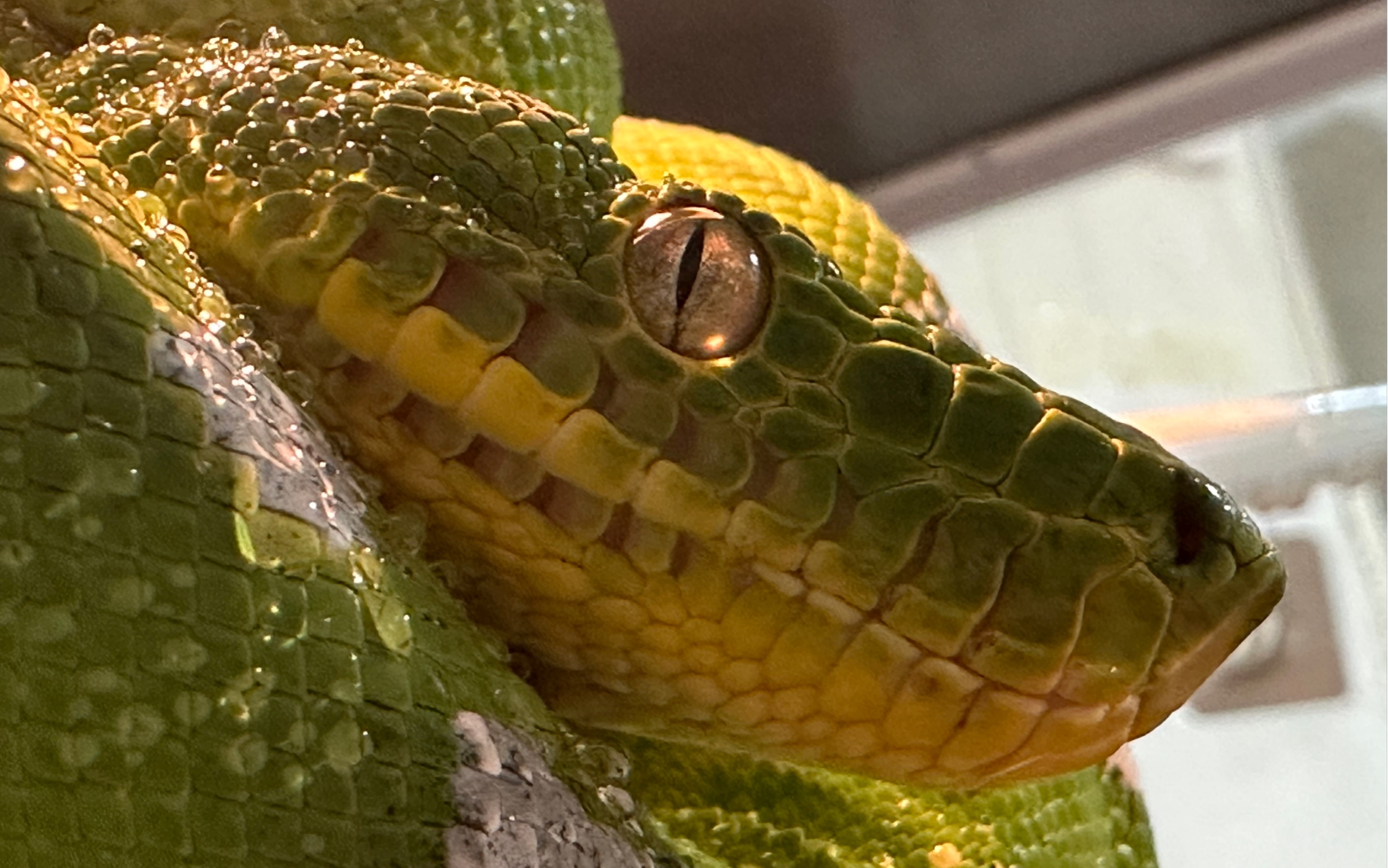 亚成翡翠树蚺吃小白鼠