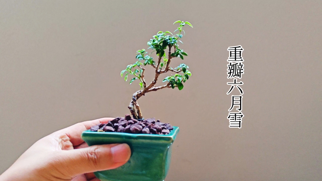 《打工人的盆景日记》第五十六集