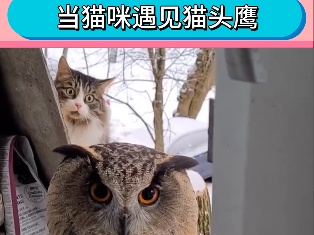 当小猫遇上猫头鹰,吓出表情包.