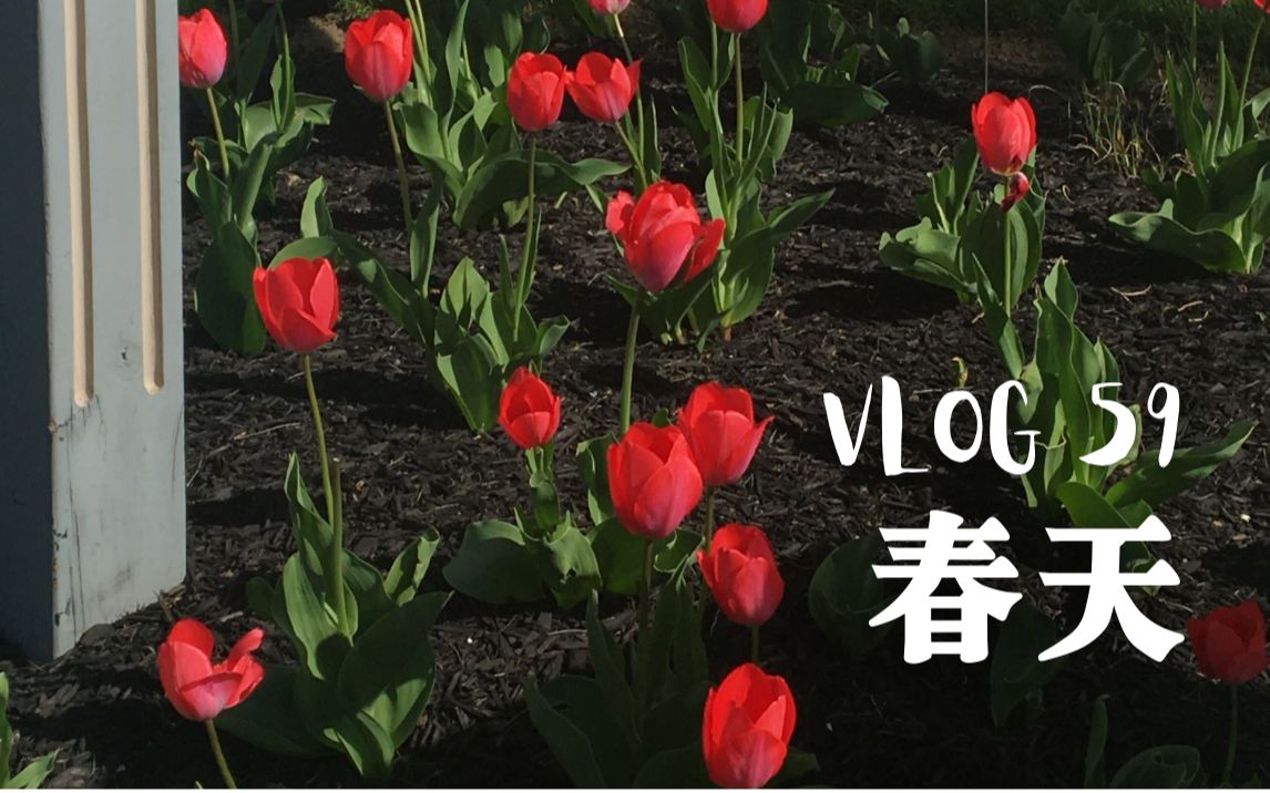 [图]【VLOG#59 春天】 留不住春天的花、夕阳和彩虹