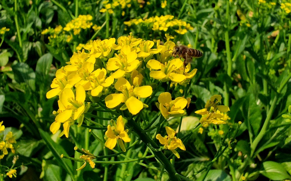 多心菜_哔哩哔哩_bilibili