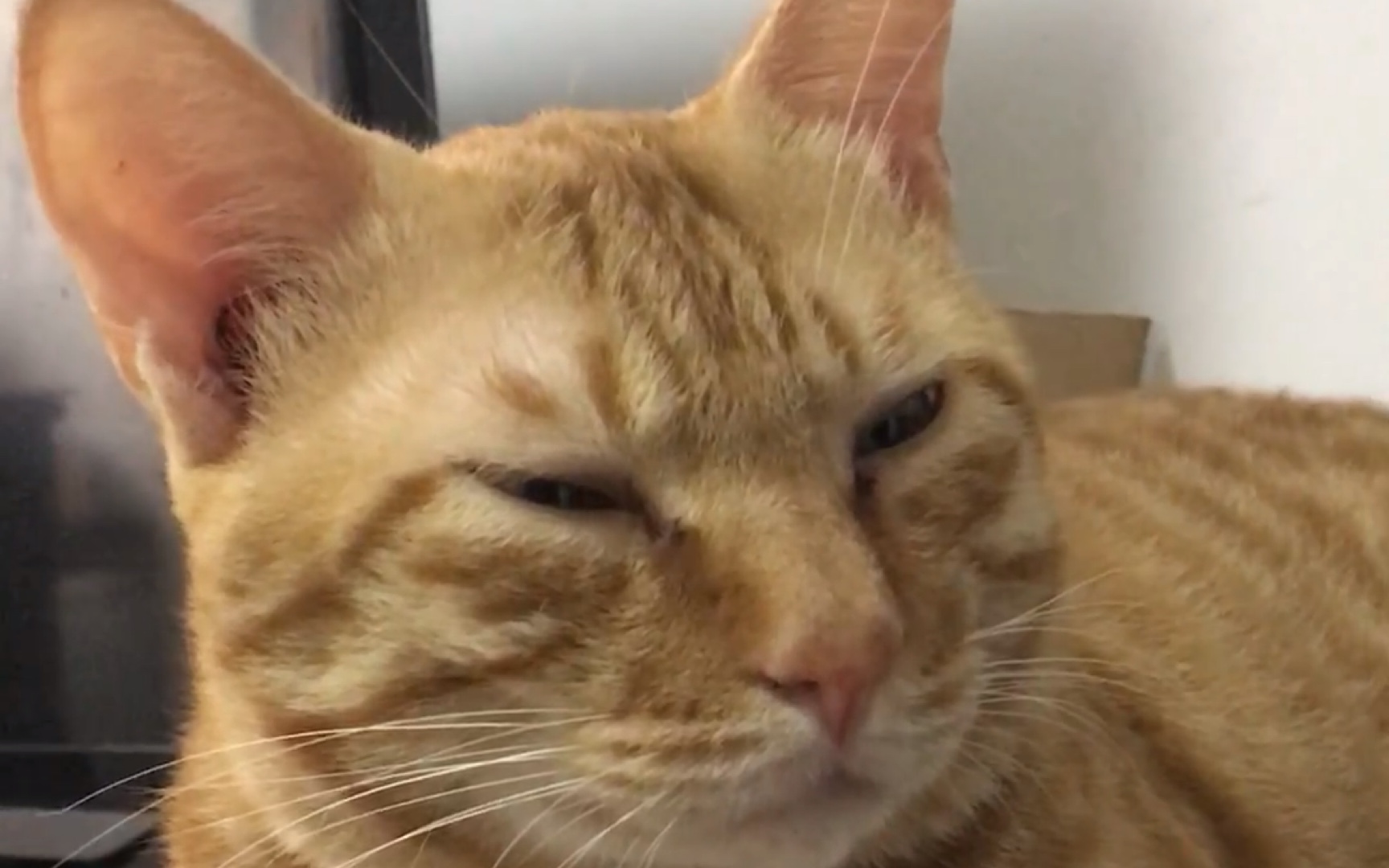 看困了,橘猫打瞌睡原来这么萌