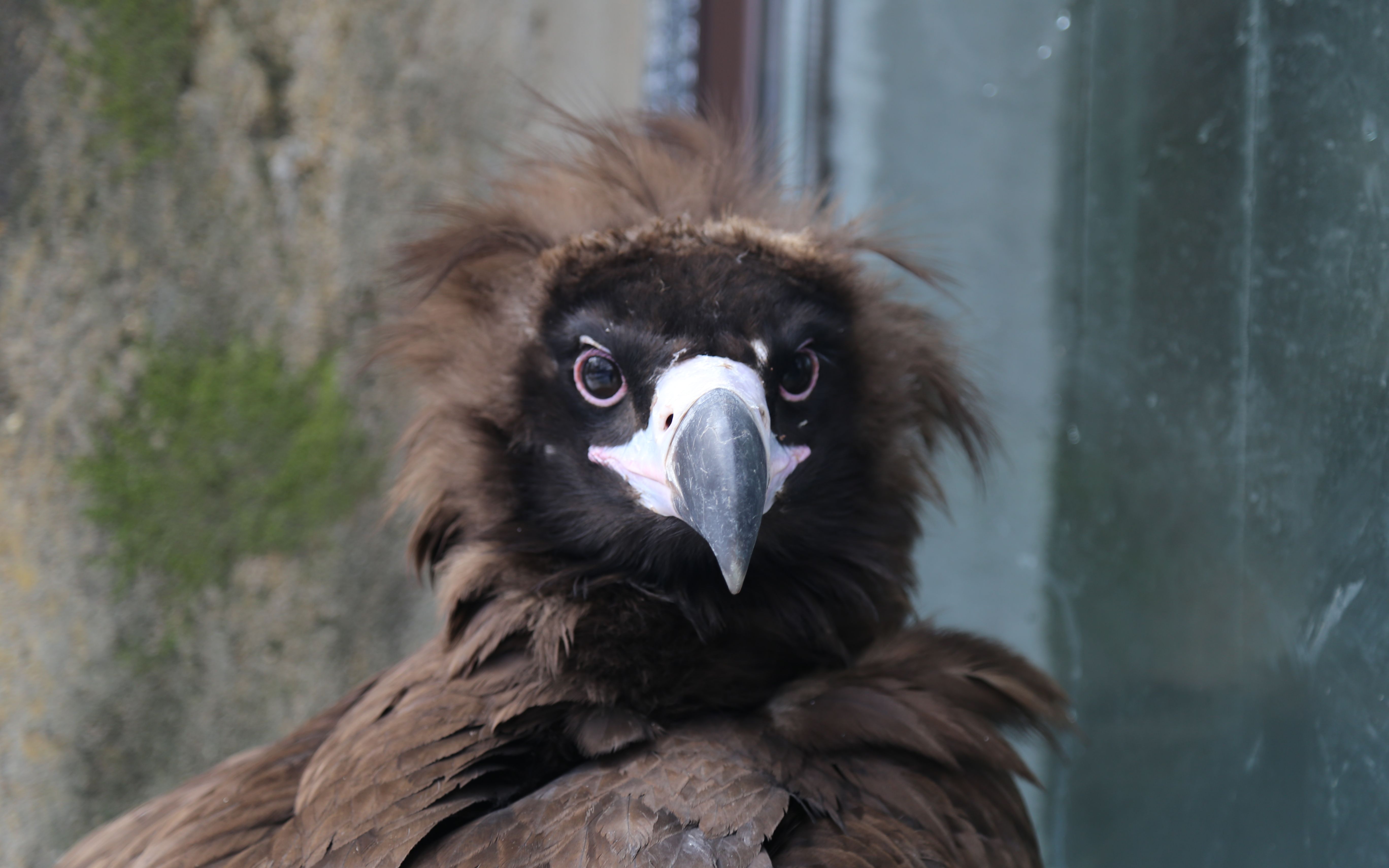 【秃鹫】秃鹫宝宝的日常