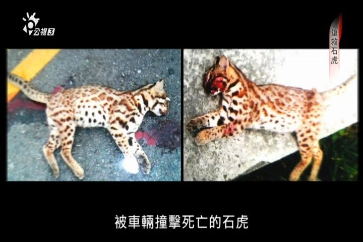 石虎豹猫图片