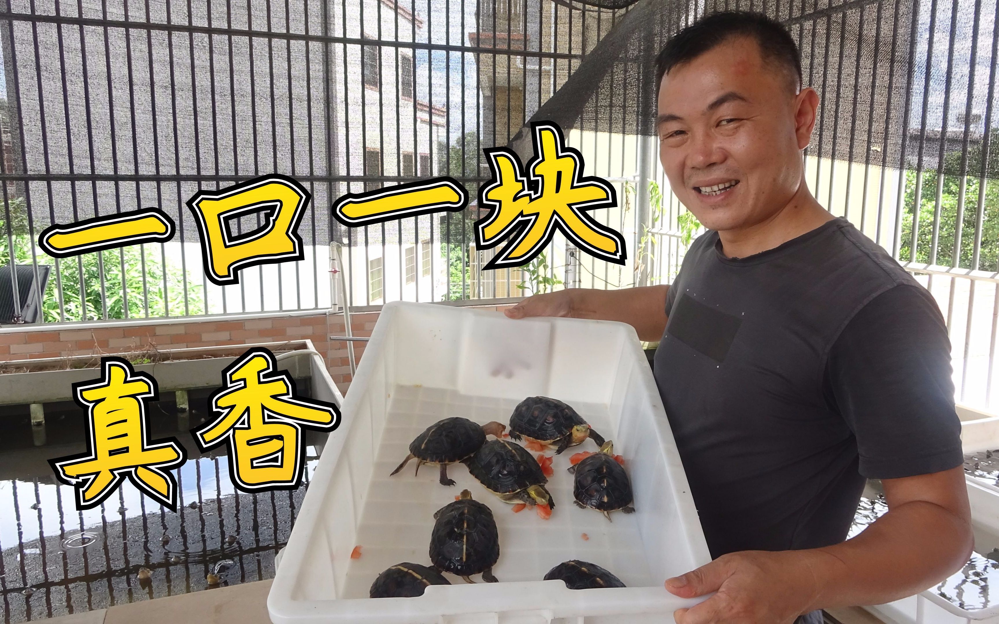 老林用西红柿喂乌龟黄缘龟一口吃一块真香