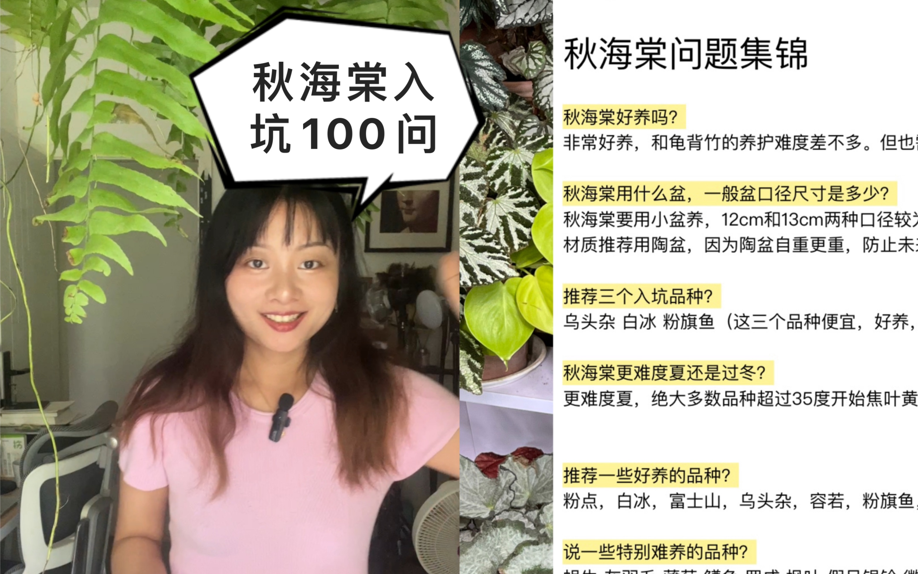 [图]秋海棠入坑100问，你关心的都在这里了