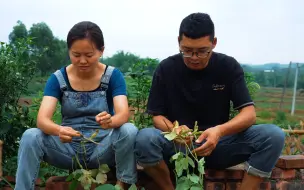 Tải video: 家里的毛豆成熟了，摘点回家做一盘鲜椒青豆牛蛙，美味又下饭