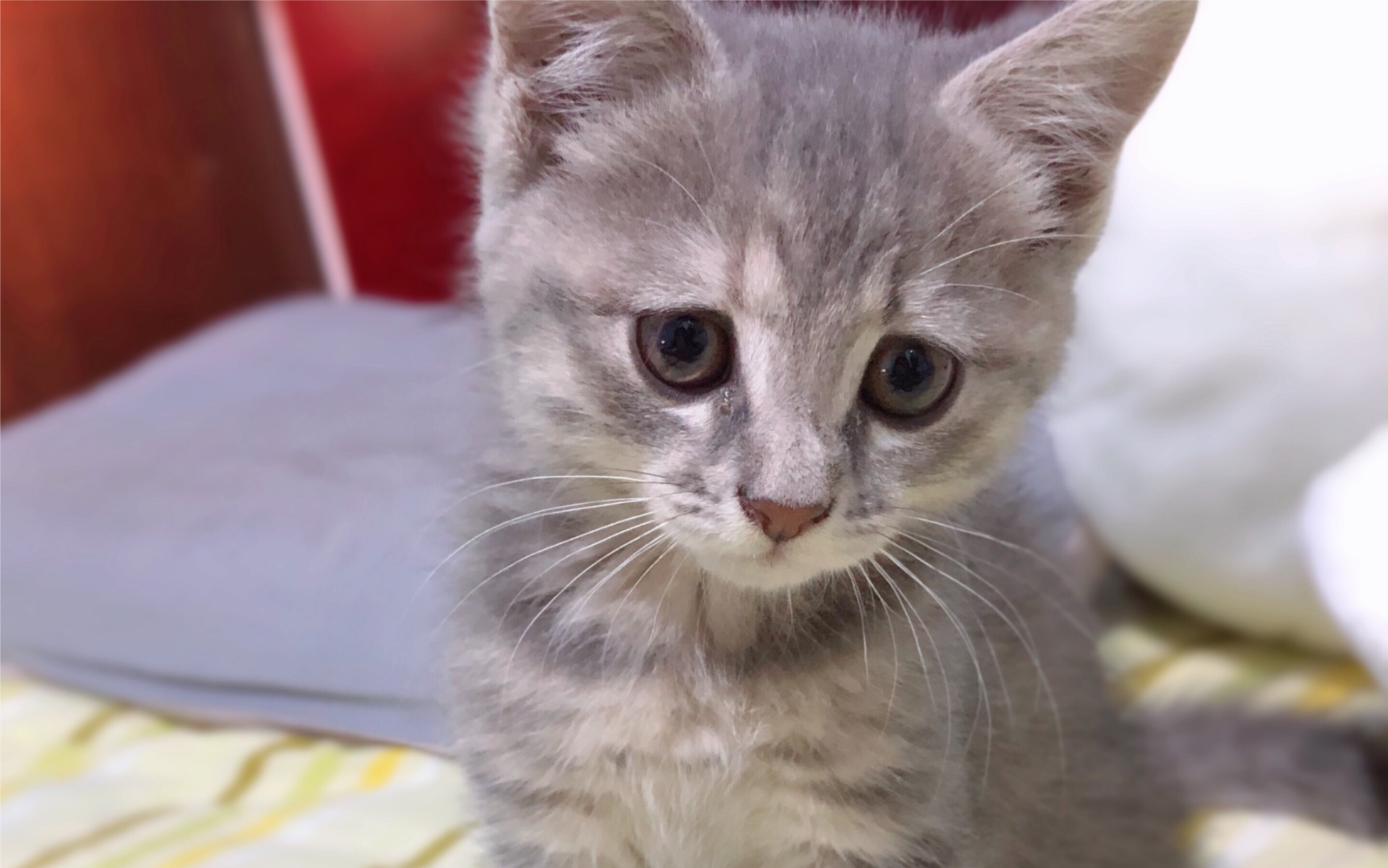 【小奶猫】怼脸撒娇!妳好会啊