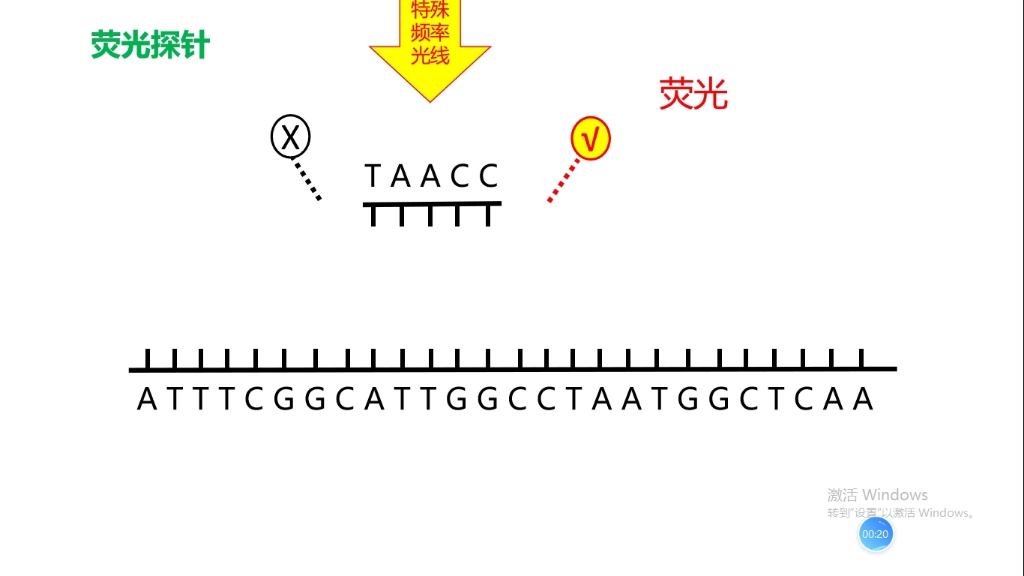 荧光探针作用——检测核酸分子是否存在哔哩哔哩bilibili