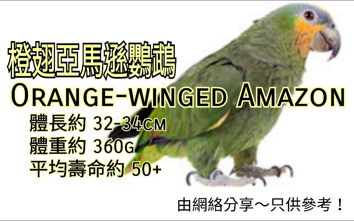 鹦鹉品种分享介绍 ~橙翅亚马逊鹦鹉 (Orangewinged Amazon)哔哩哔哩bilibili