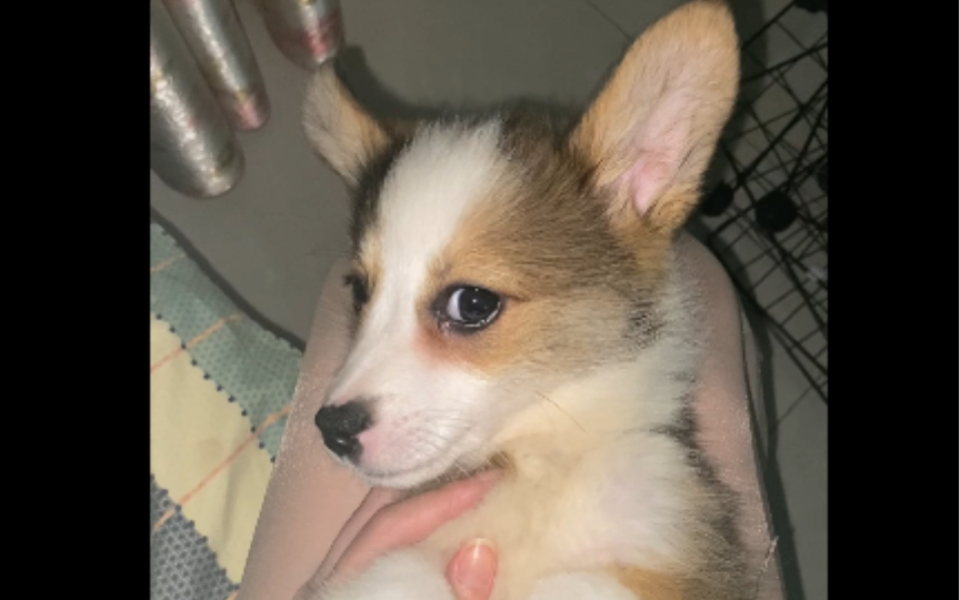 [貂色柯基]贼眉鼠眼