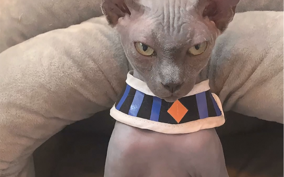 请问贩卖第七宇宙破坏神违法吗?