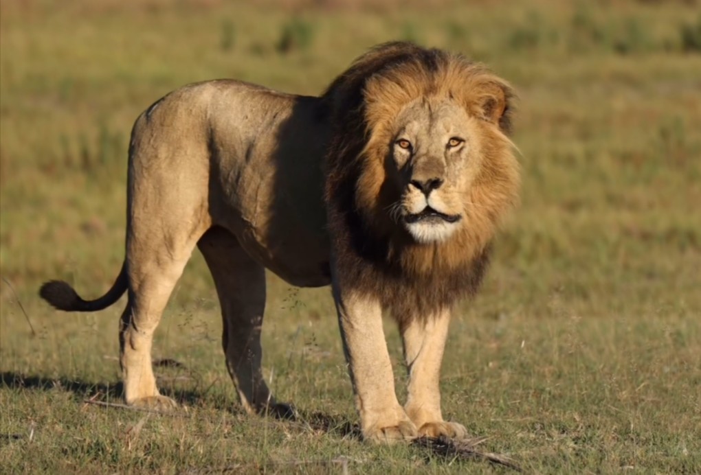 奥卡万戈下台的大雄狮 在新的领地东山再起