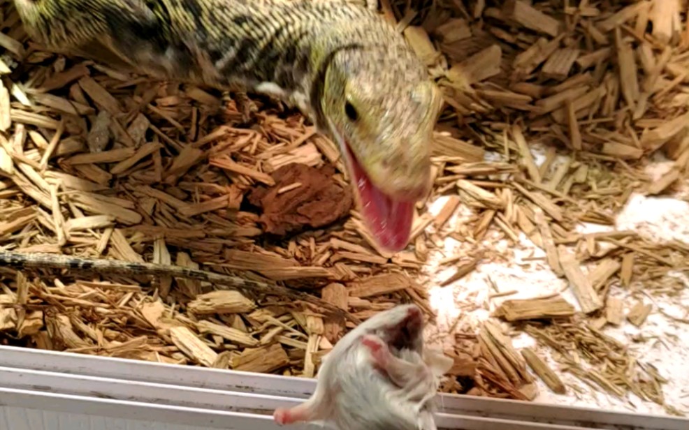 黄头巨蜥吃耗子.