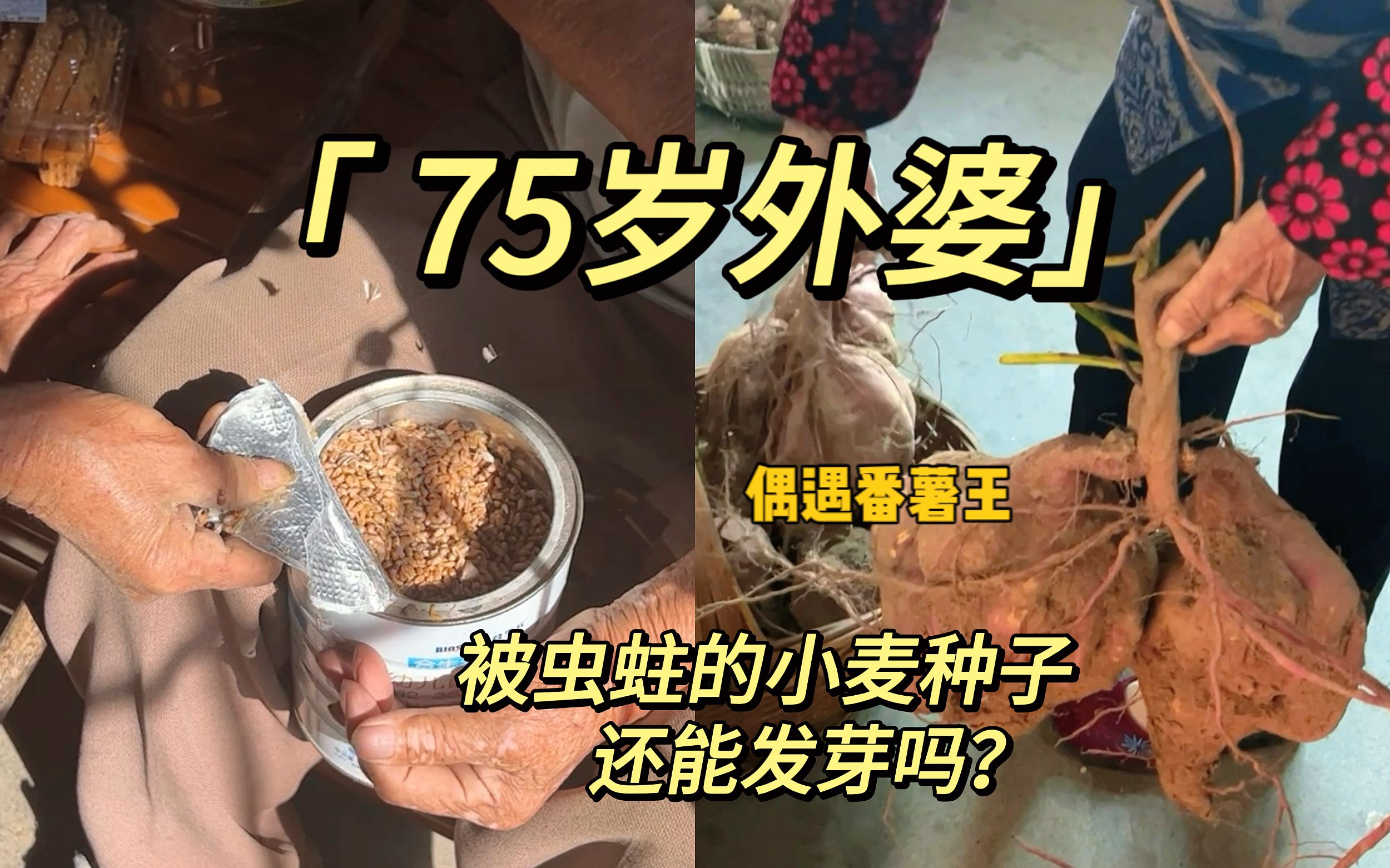 【种地吧外婆】种小麦种水豆,可小麦种子被虫蛀了还能发芽吗哔哩哔哩bilibili