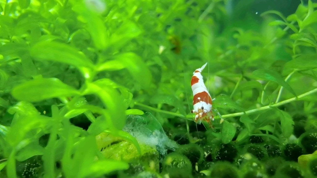 草缸里的小精灵