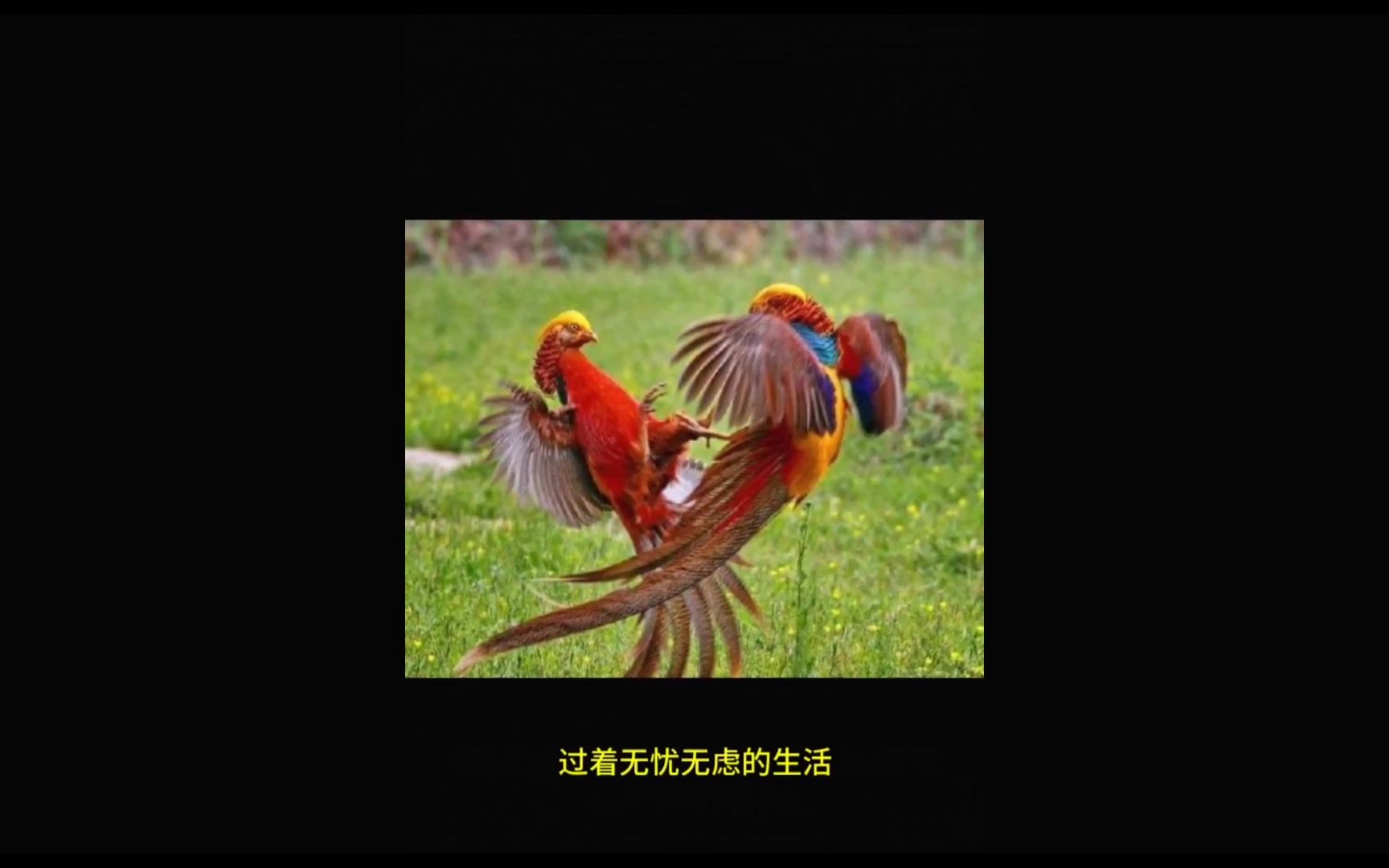 太极拳音乐加长版【金凤凰】 家有梧桐树 招得凤凰来 太美了