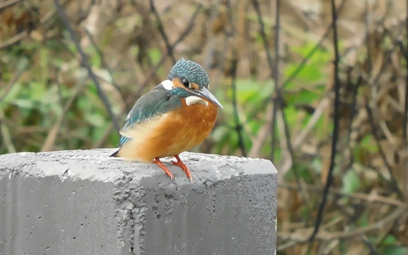 可爱的普通翠鸟
