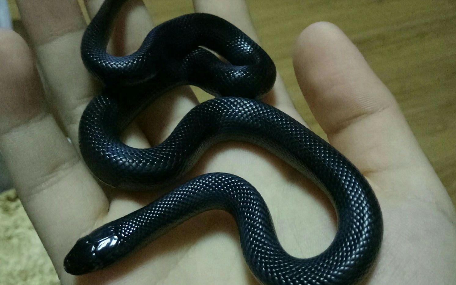 全身黑色带白点的蛇图片