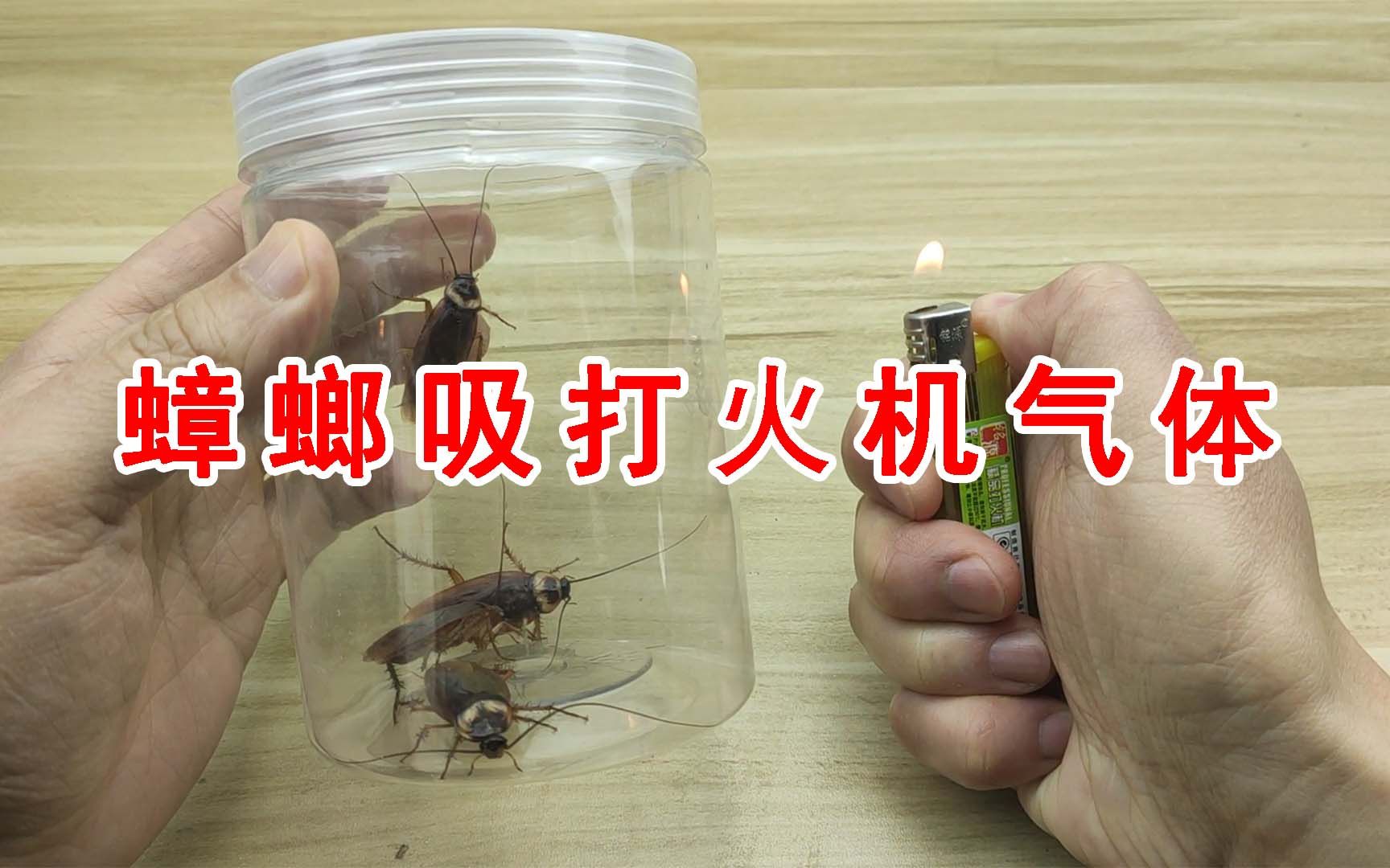 蟑螂居然连这都不怕给蟑螂吸打火机里的气体会怎么样