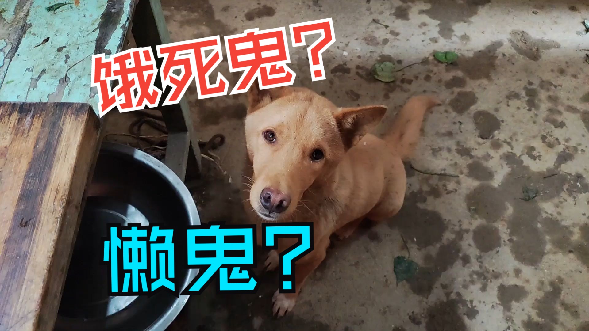 当你拥有一只饿死鬼投胎且倔强的狗子