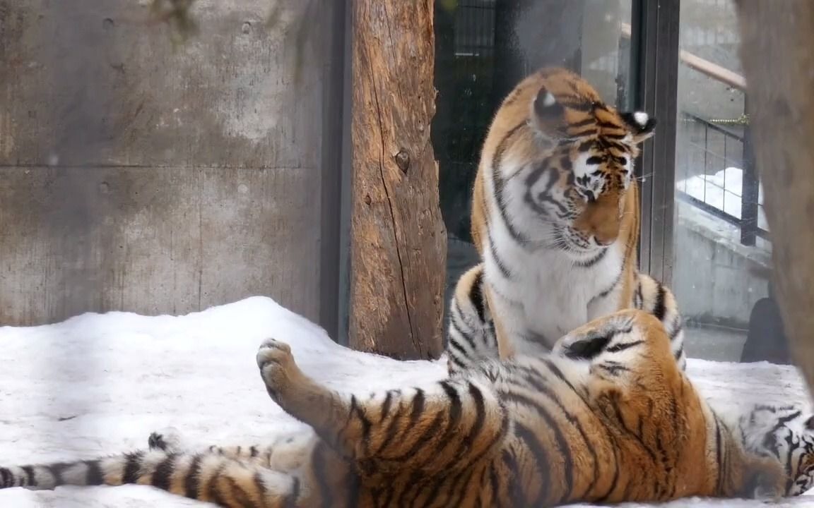 大橘雪地切磋也太可爱了吧