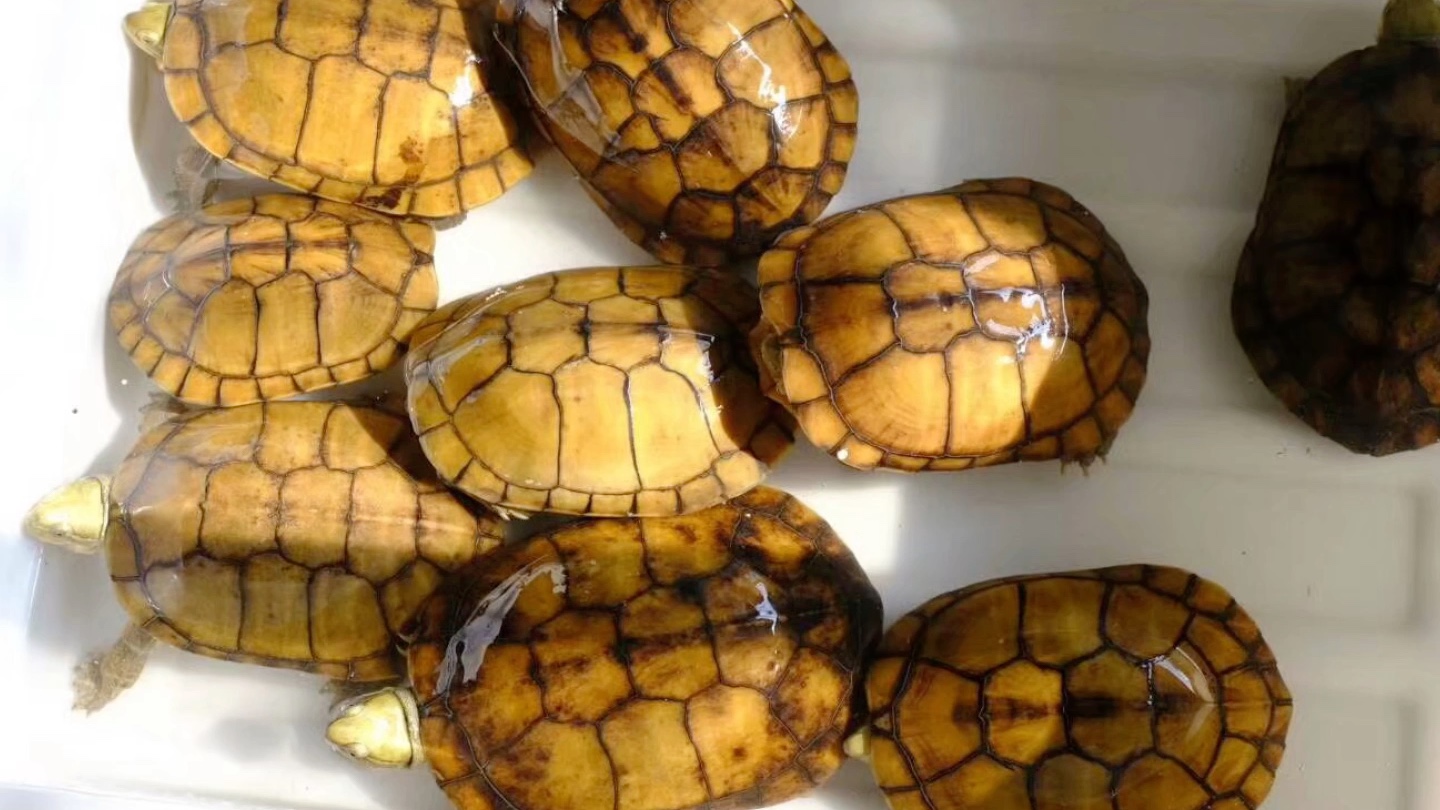 大别山纯种皖喉种龟