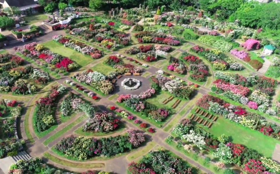 [图]第十九集 日本京成玫瑰园Keisei Rose Garden