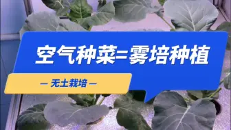 所谓的空气种菜，其实讲述的就是气雾栽培方式，大家不要误解。#智慧农业 #关注我一起学种菜 #科普知识
