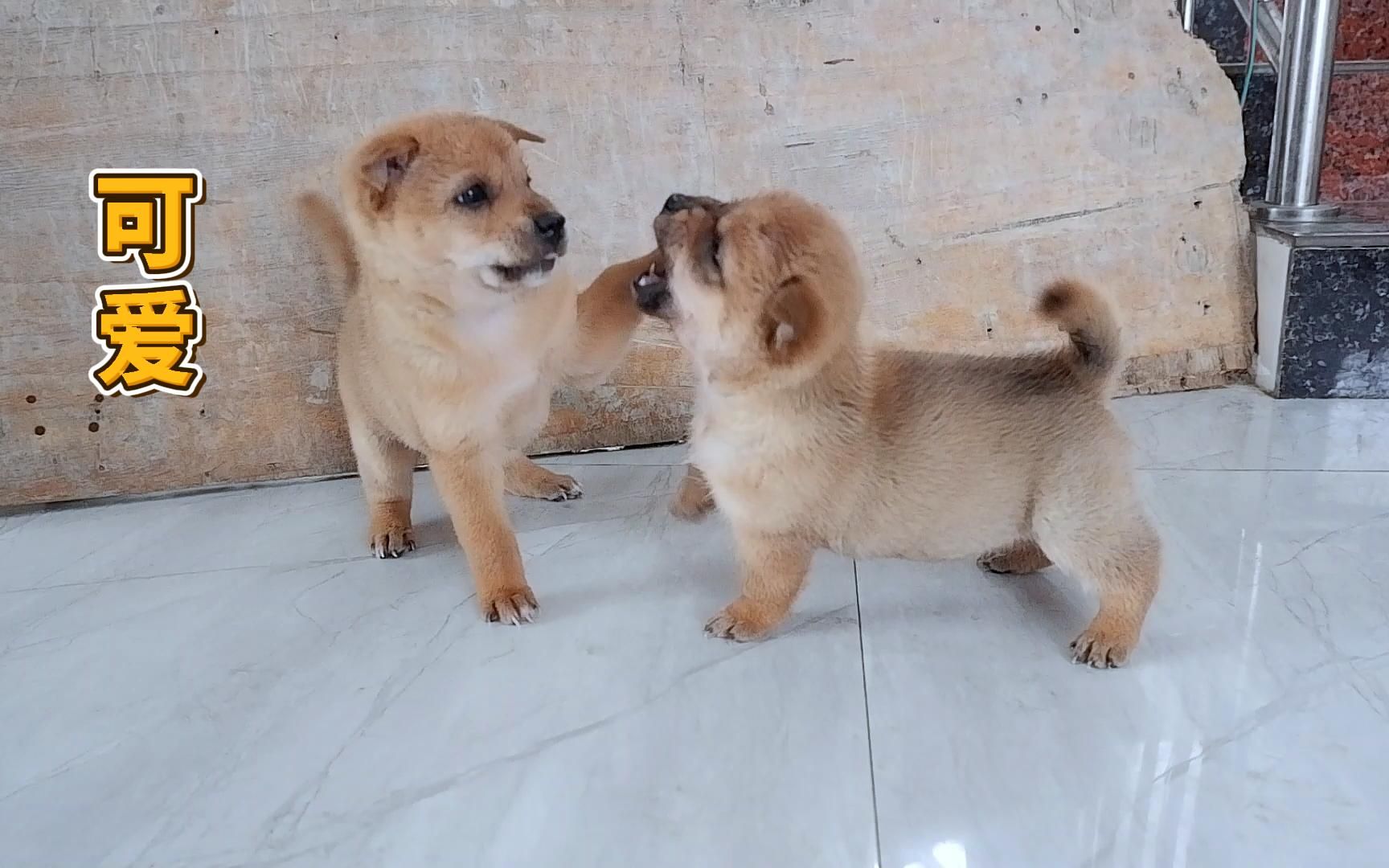 小奶狗38天了,干架起来奶凶奶凶的,虎头虎脑的超萌可爱