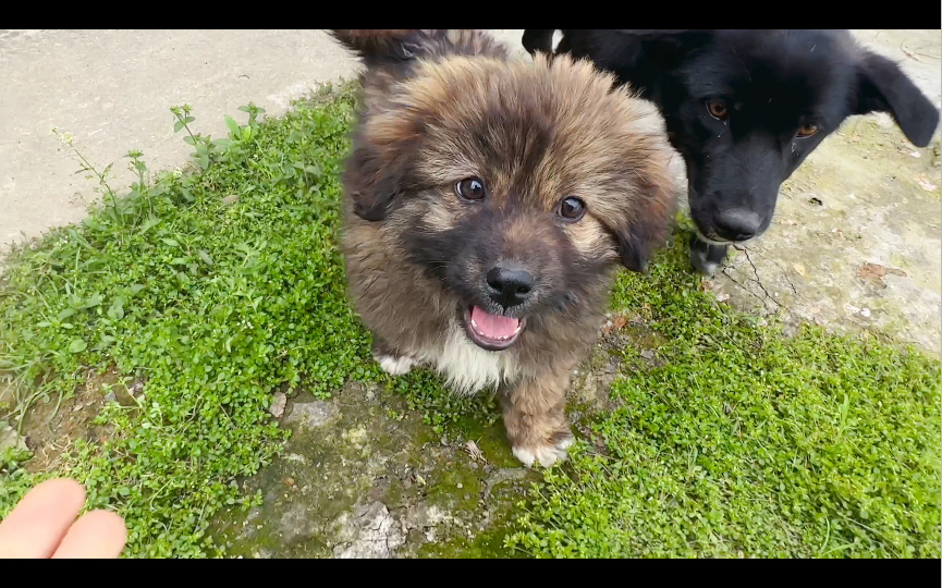入户遇到了超可爱的卷毛小土狗