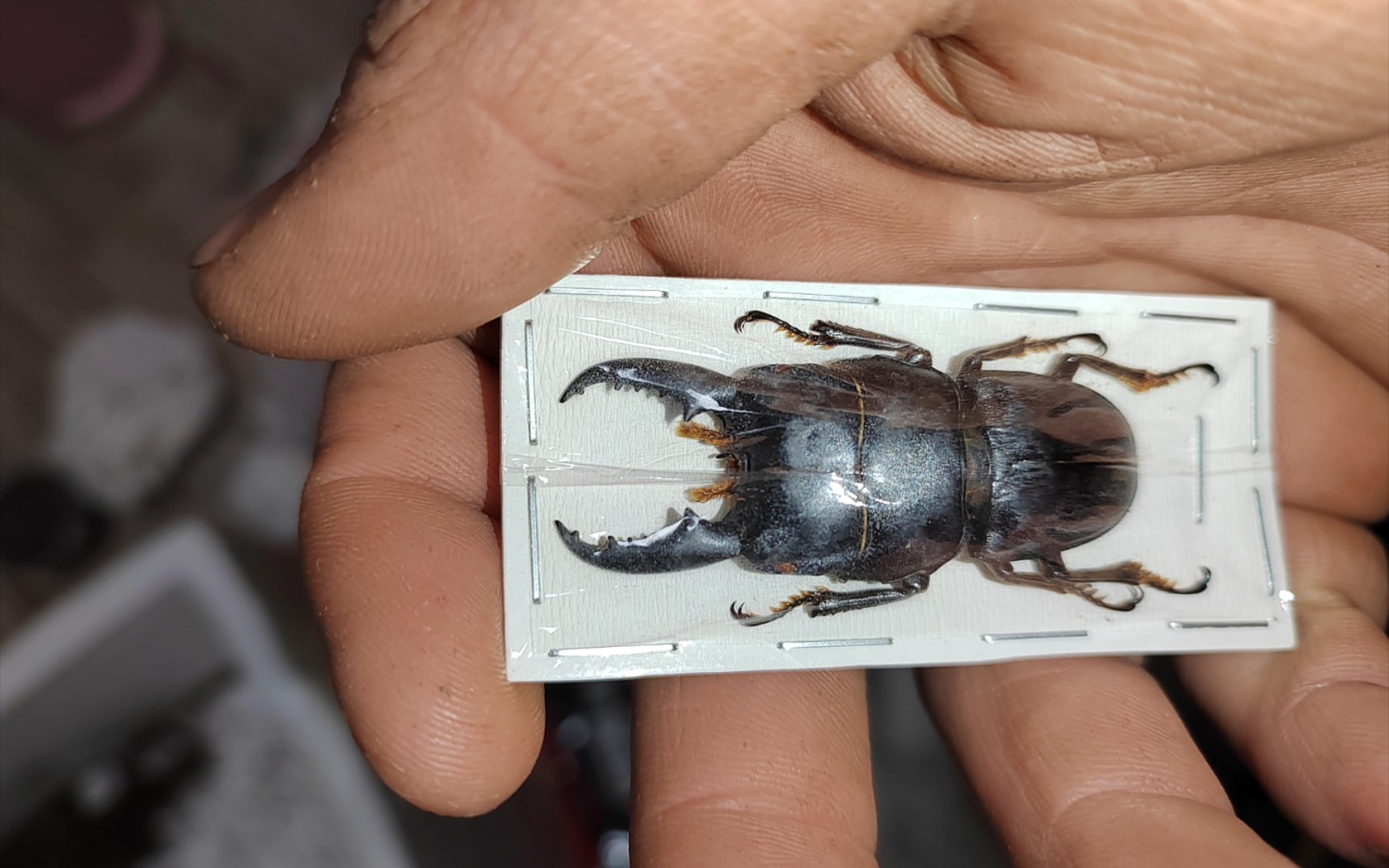 【甲虫日常】——天牛,锹甲